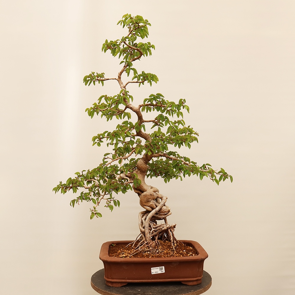 Bonsai plenerowe - Carpinus Coreana - grab koreański