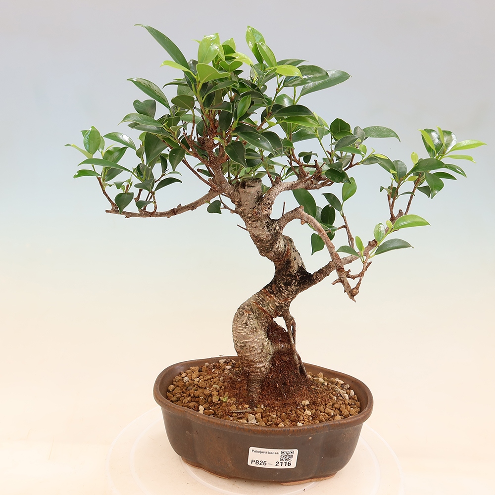 Pokój bonsai - Ficus retusa - figowiec drobnolistny