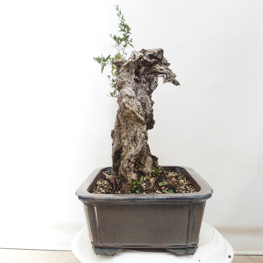 Kryte bonsai - Olea europaea sylvestris - Europejska oliwa z małych liści