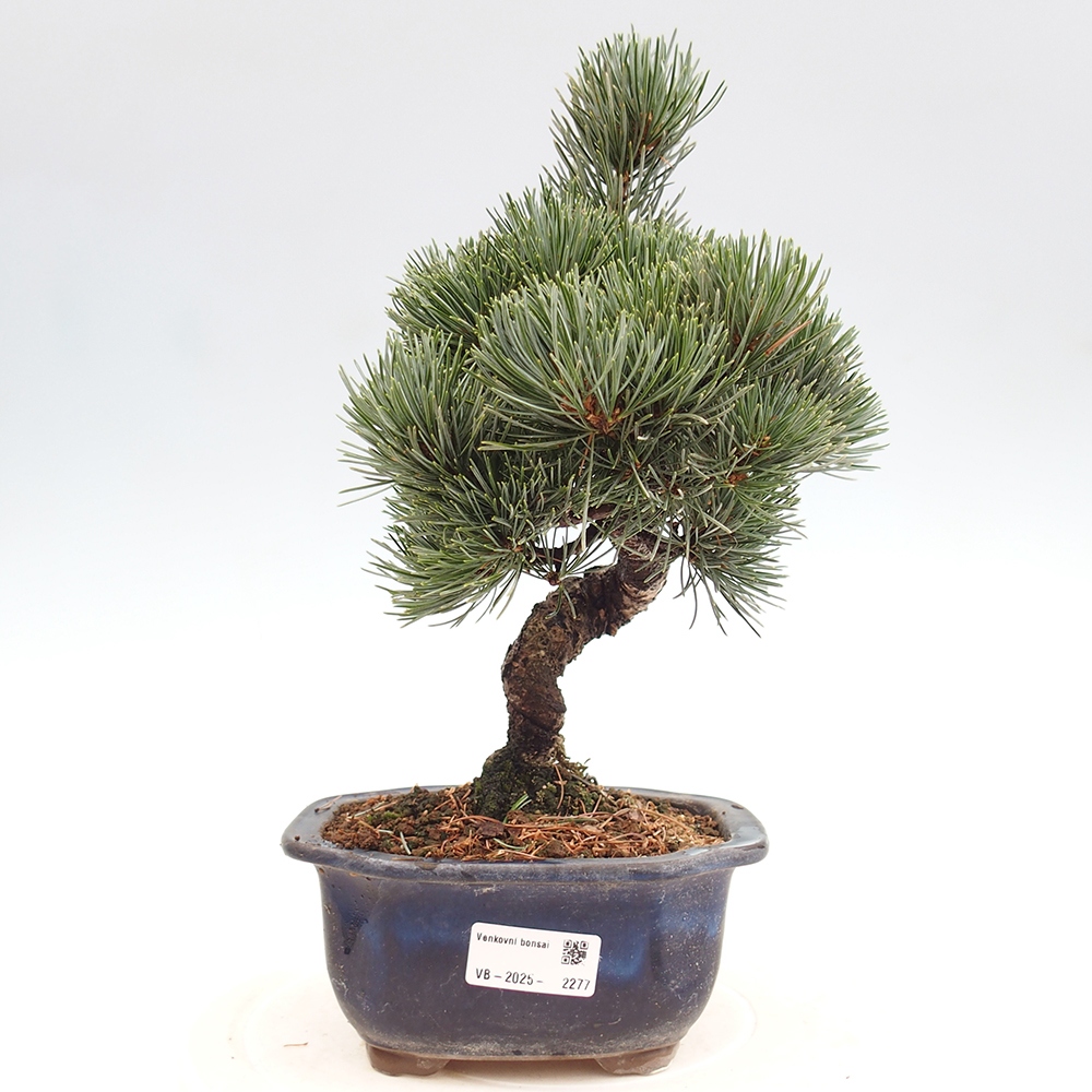 Outdoor bonsai - Pinus parviflora - Mała sosna
