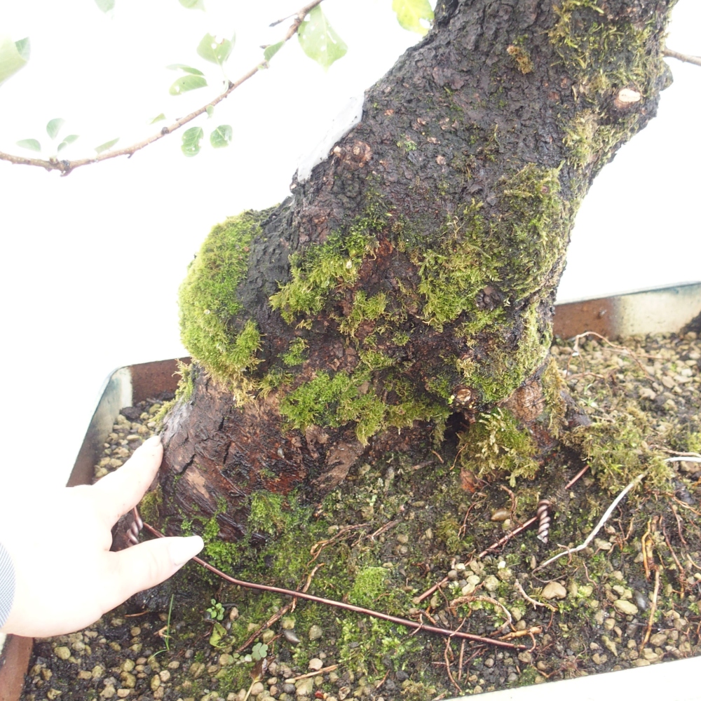 Bonsai na zewnątrz - Mahalebka - Prunus mahaleb
