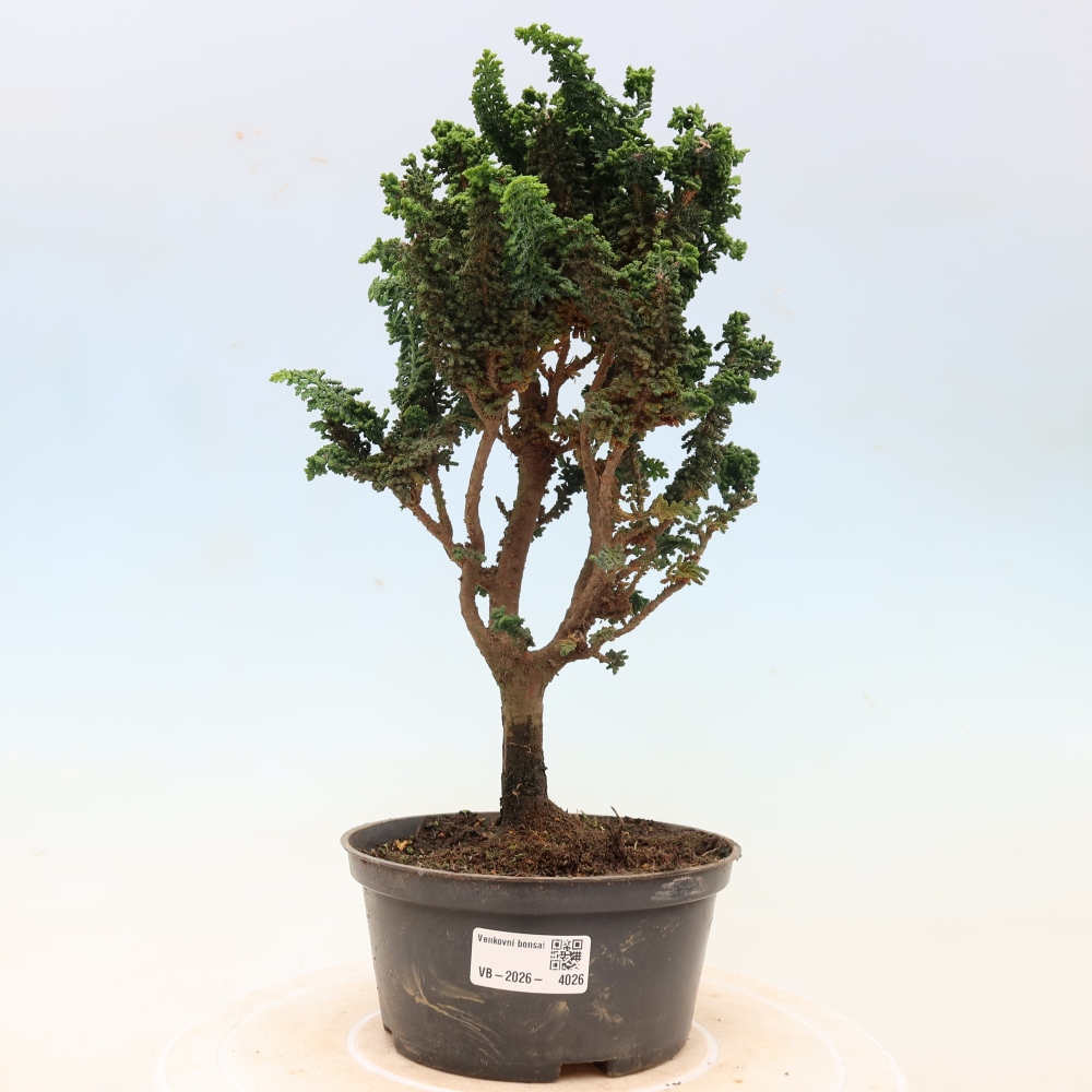 Bonsai zewnętrzne - Cham. obtusa SEKKA HINOKI - Cyprys