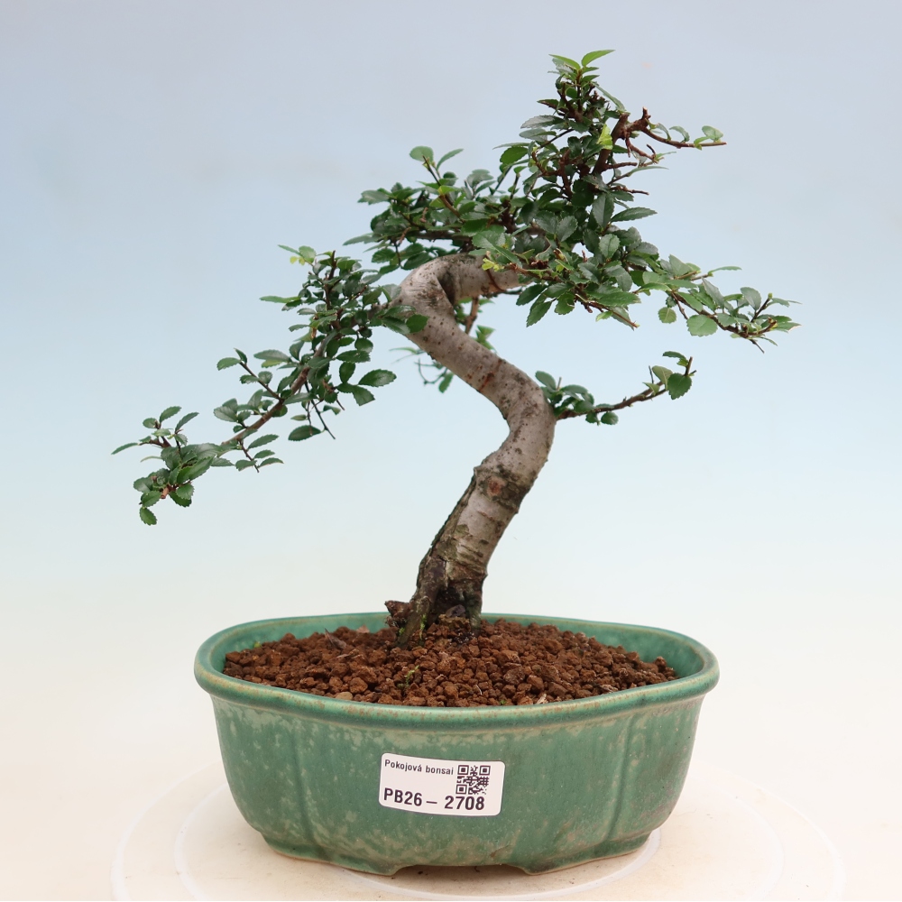 Pokój bonsai - Ulmus parvifolia - Wiąz drobnolistny