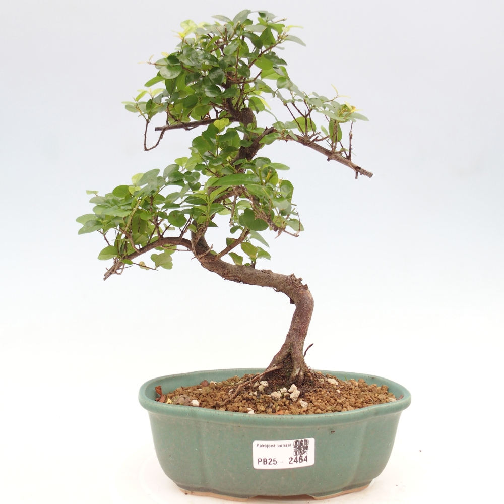 Bonsai wewnętrzne - Sagerécie thea - Sagerécie thea