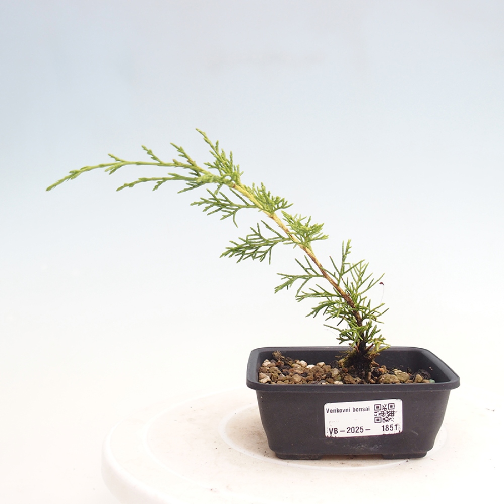 Outdoor bonsai - Juniperus chinensis Itoigawa - Jałowiec chiński