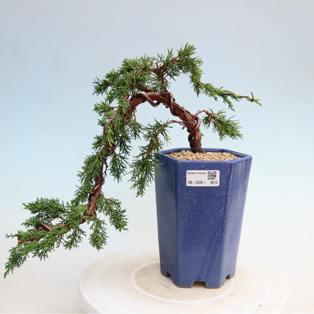 Outdoor bonsai - Juniperus chinensis Kishu