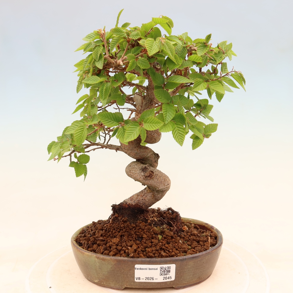 Outdoor bonsai - Carpinus coreana - grab koreański