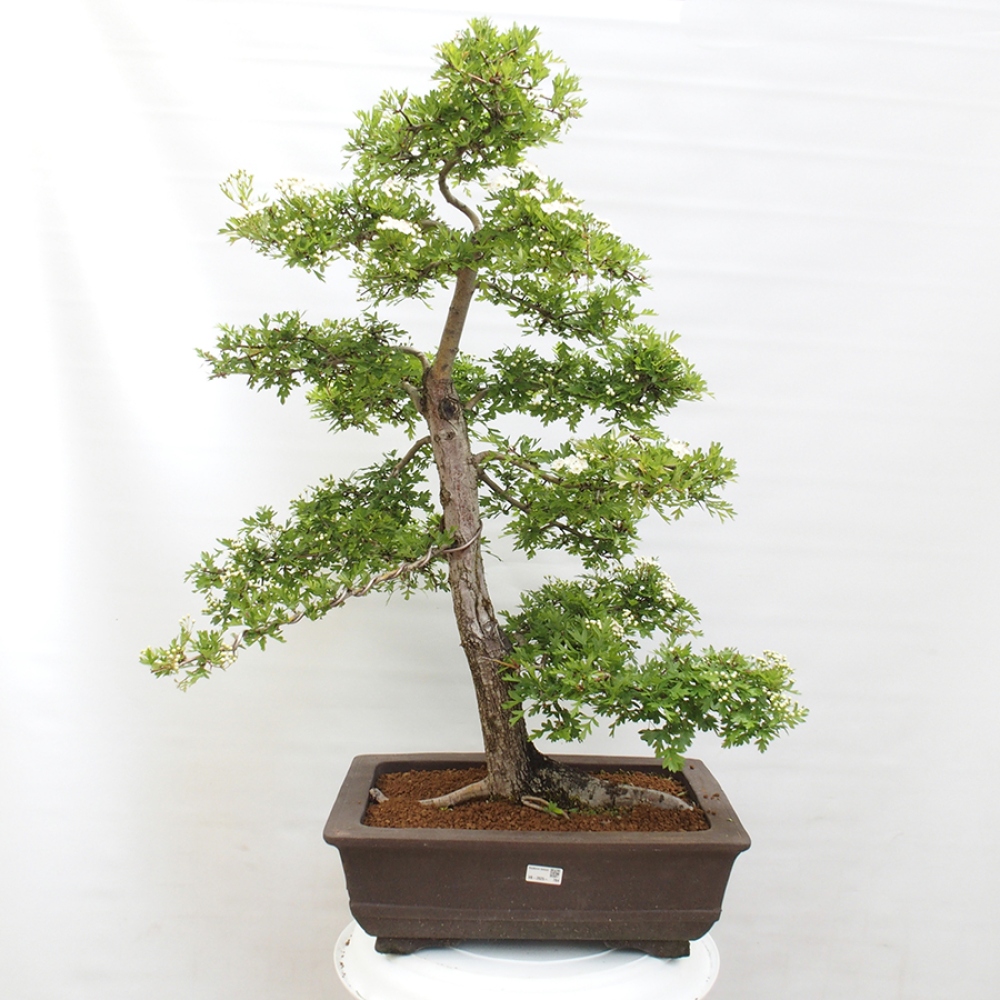 Bonsai zewnętrzne - Głóg - Crataegus monogyna