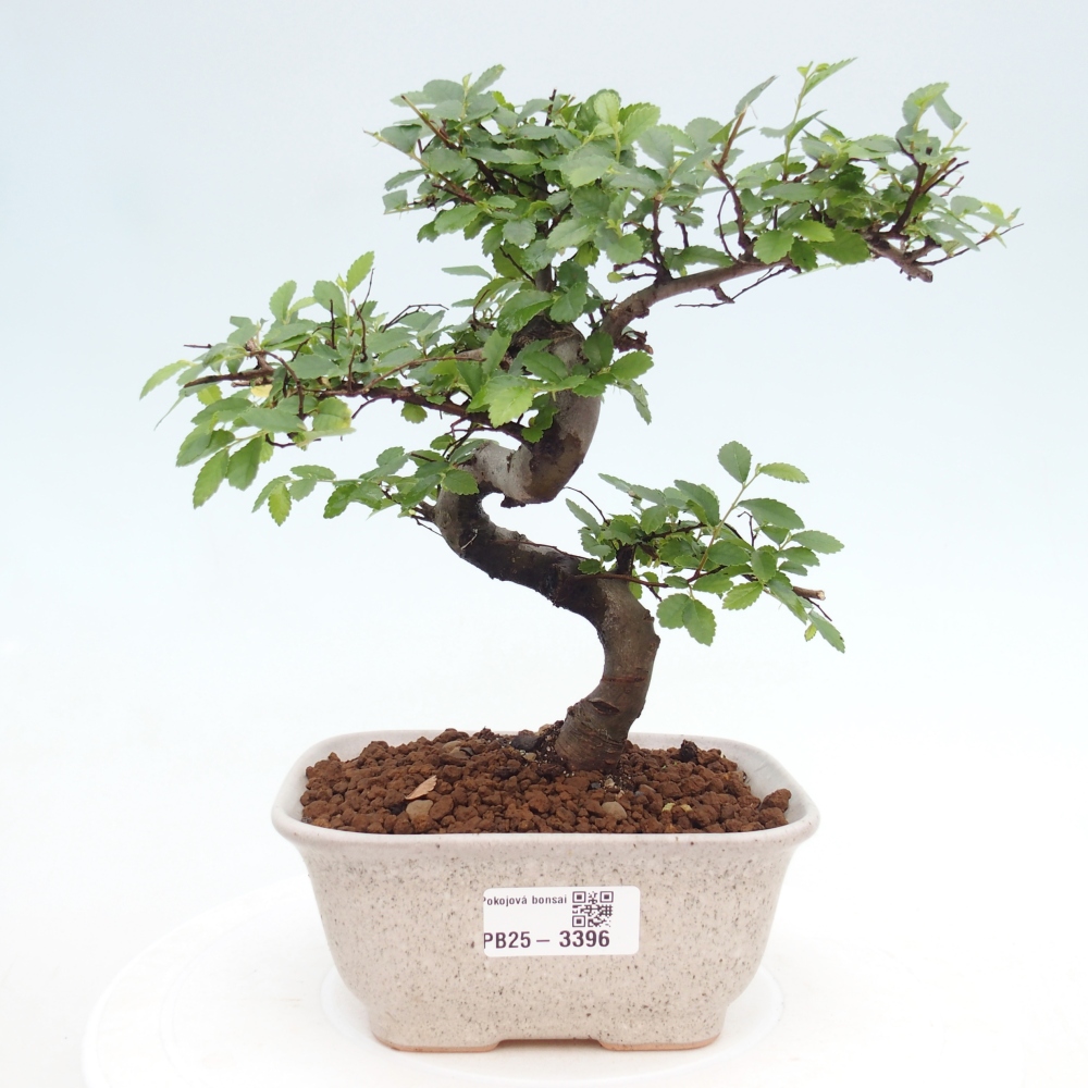 Pokój bonsai - Ulmus parvifolia - Wiąz drobnolistny