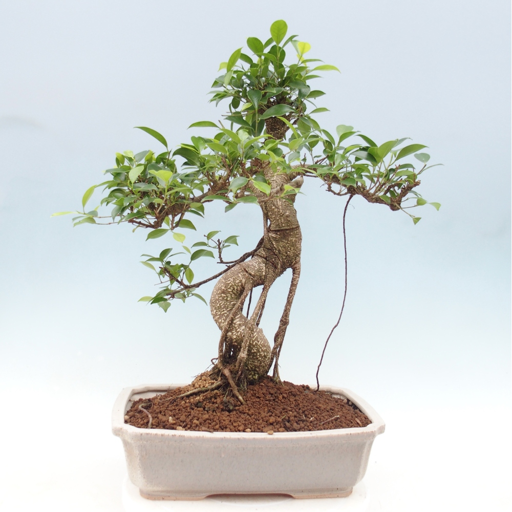 Pokój bonsai - Ficus retusa - figowiec drobnolistny