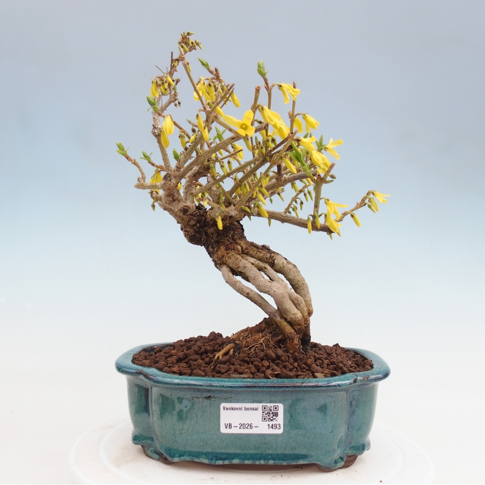 Outdoor bonsai - Zlatice - Forsycja koreańska