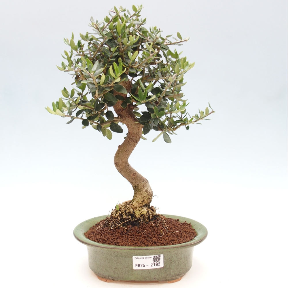 Kryte bonsai - Olea europaea sylvestris - Europejska oliwa z małych liści