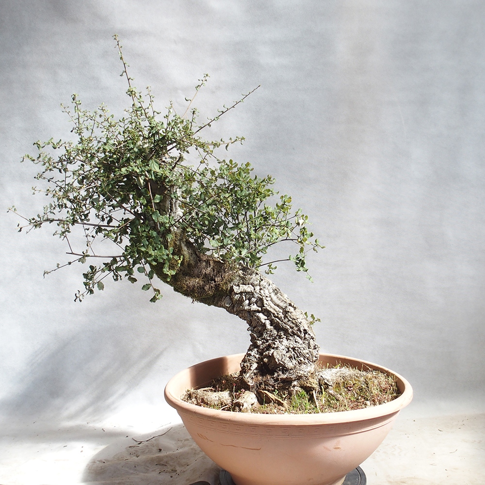 Bonsai zewnętrzne Quercus suber