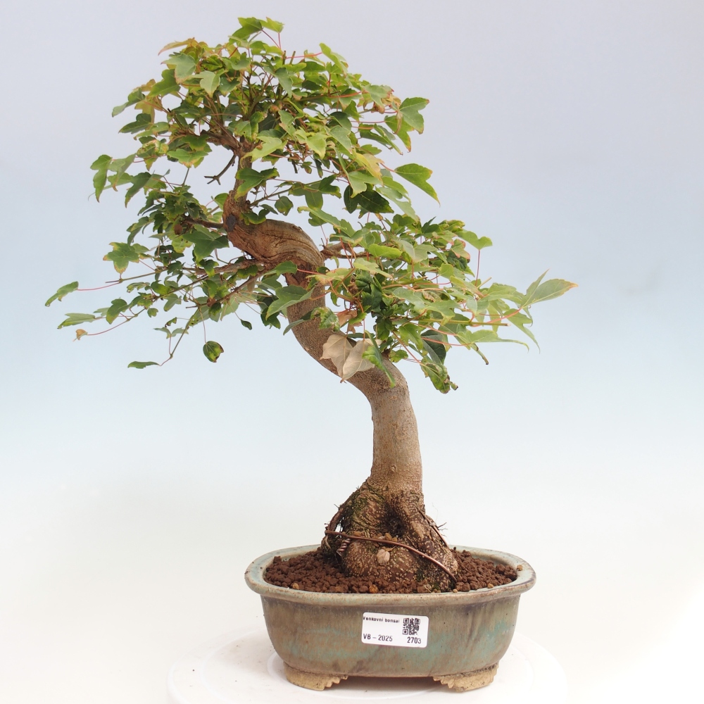 Outdoor bonsai - Maple Buergerianum - Burger Maple
