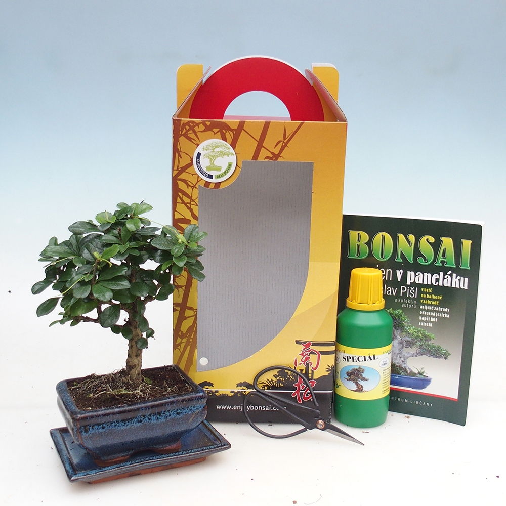 Bonsai pokojowe w pudełku upominkowym Carmona microphylla - Tea fuki