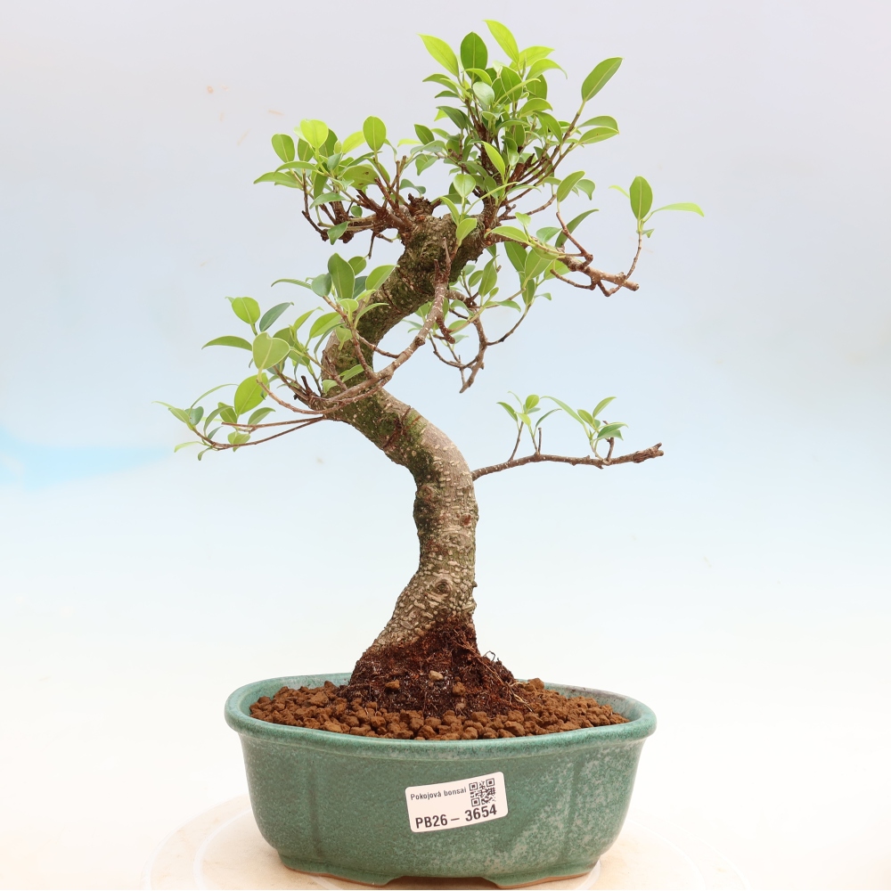 Pokój bonsai - Ficus kimmen - figowiec drobnolistny