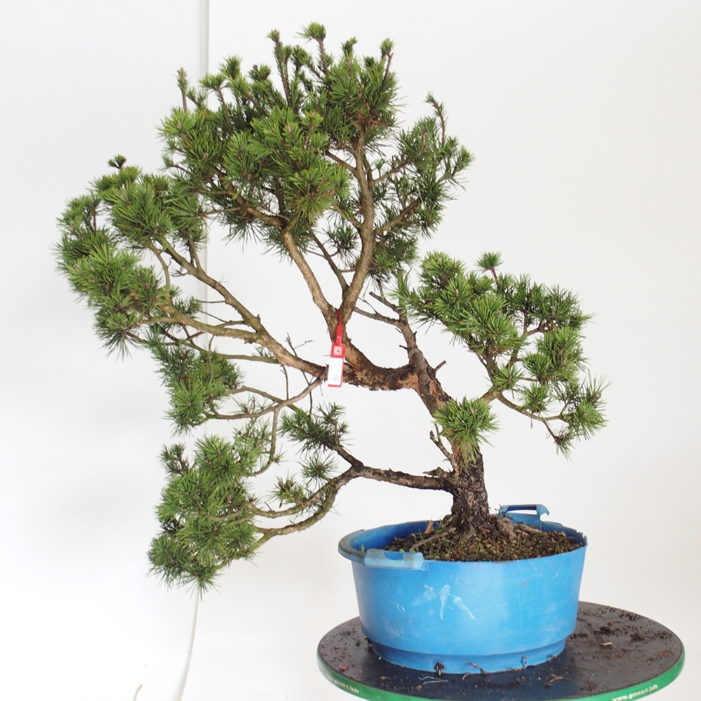 Yamadori - Pinus sylvestris Hiszpania