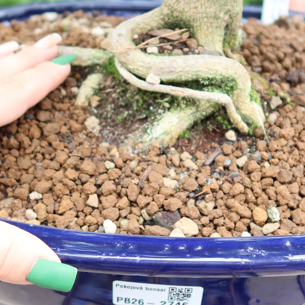 Pokój bonsai - Zantoxylum piperitum - drzewo pieprzowe