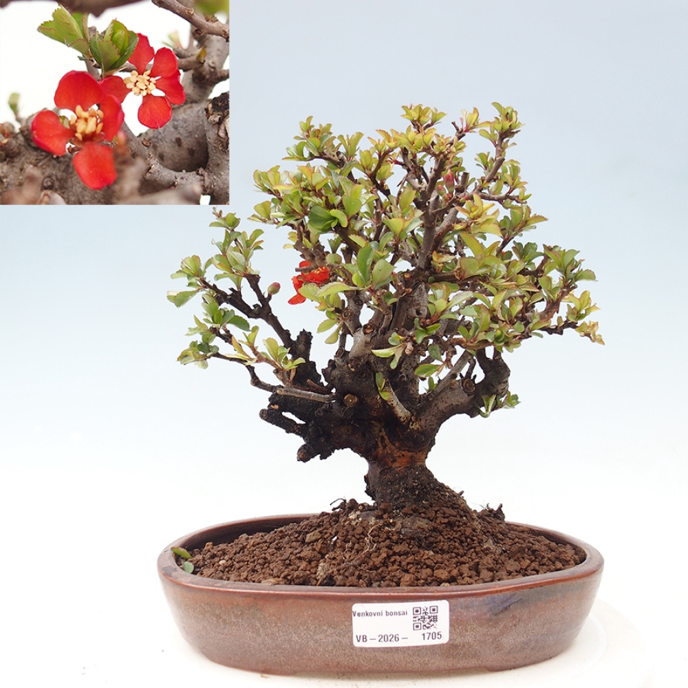 Bonsai zewnętrzne - Chaneomeles speciosa - Pigwa