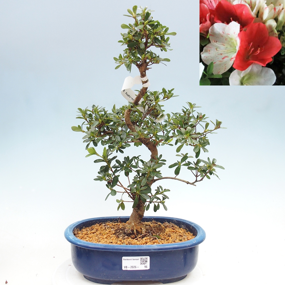 Bonsai zewnętrzne - Azalia japońska - Azalia Asahi-no-izumi