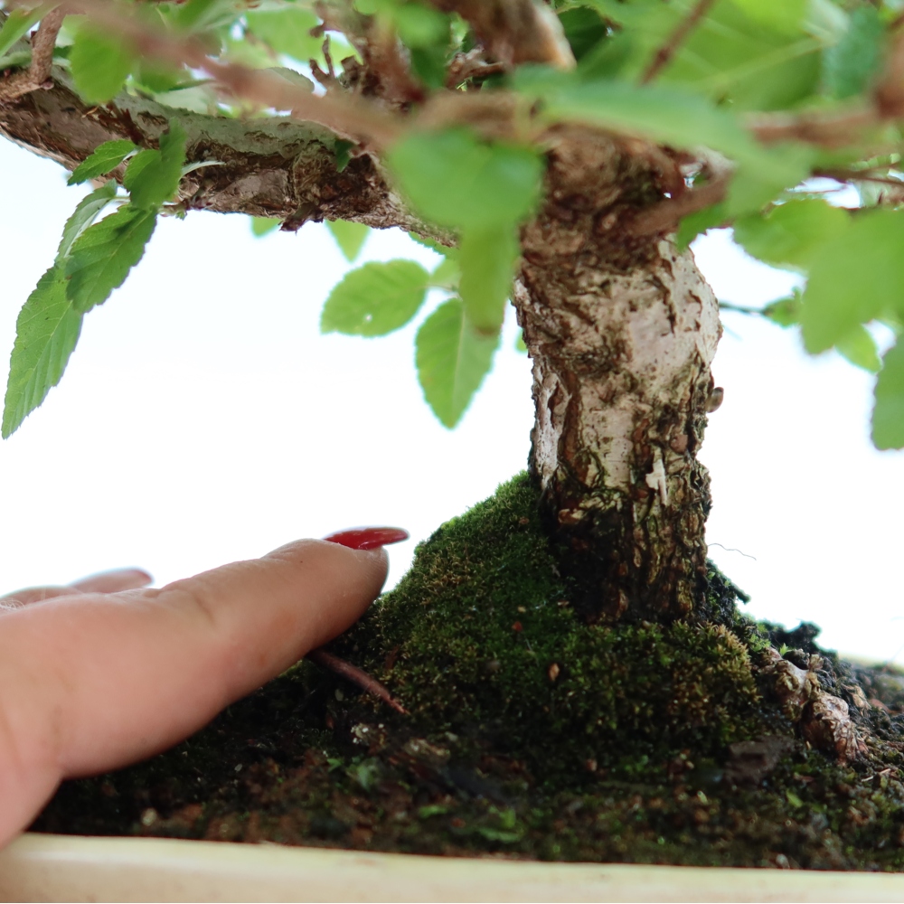 Outdoor bonsai - Carpinus coreana - grab koreański