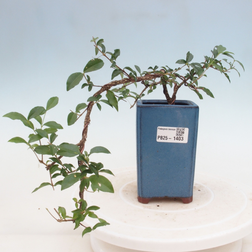 Bonsai pokojowe - Malpighia coccigera - Wiśnia Barbdorska