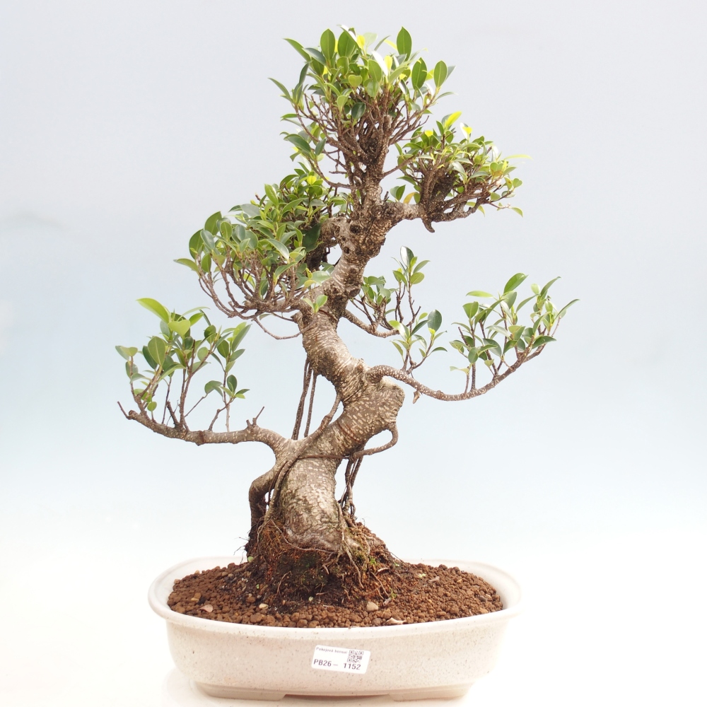 Pokój bonsai - Ficus kimmen - figowiec drobnolistny