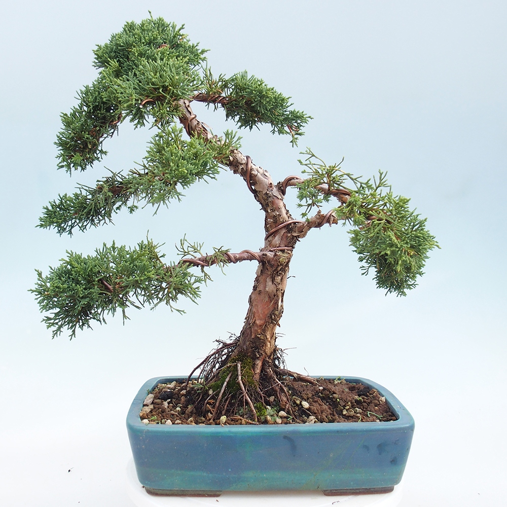 Outdoor bonsai - Juniperus chinensis Kishu - chiński jałowiec