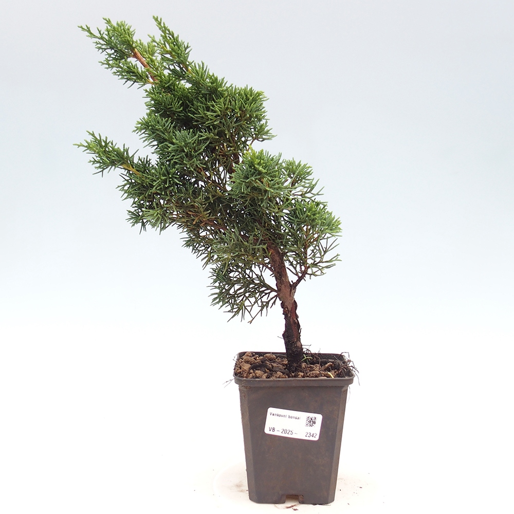 Outdoor bonsai - Juniperus chinensis Kishu - chiński jałowiec