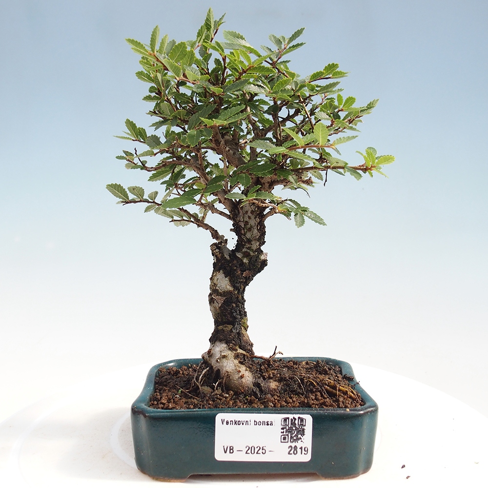 Outdoor bonsai - Zelkova - Zelkova NIRE