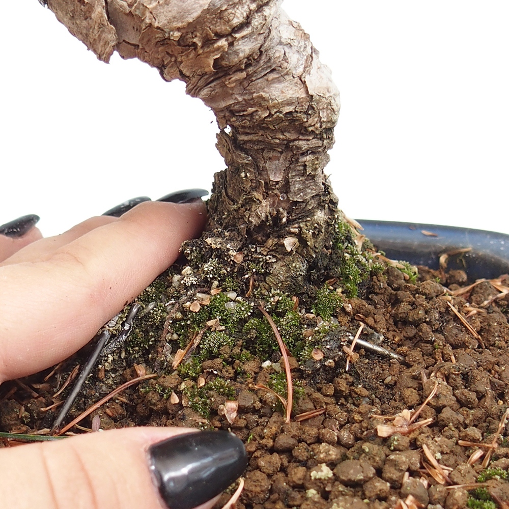 Outdoor bonsai - Pinus parviflora - Mała sosna