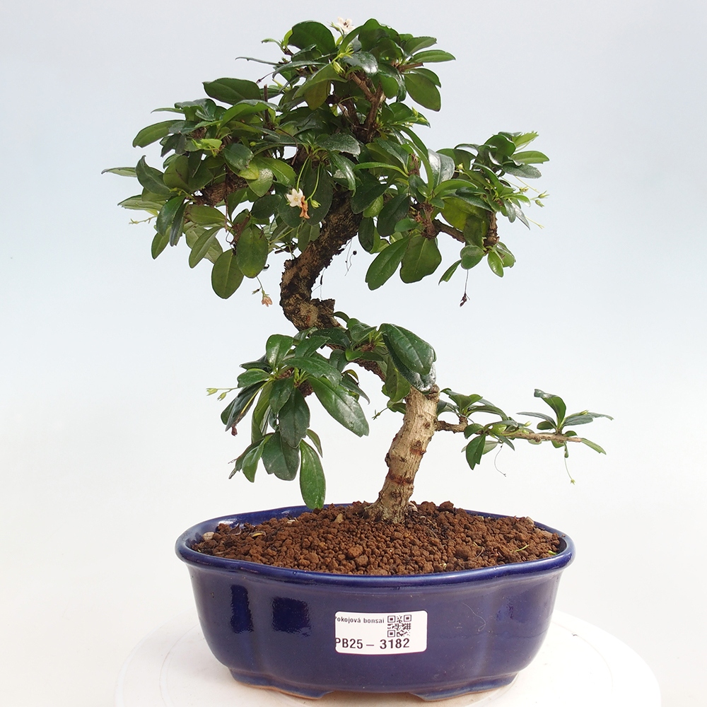 Pokój bonsai - Carmona macrophylla - Tea fuki