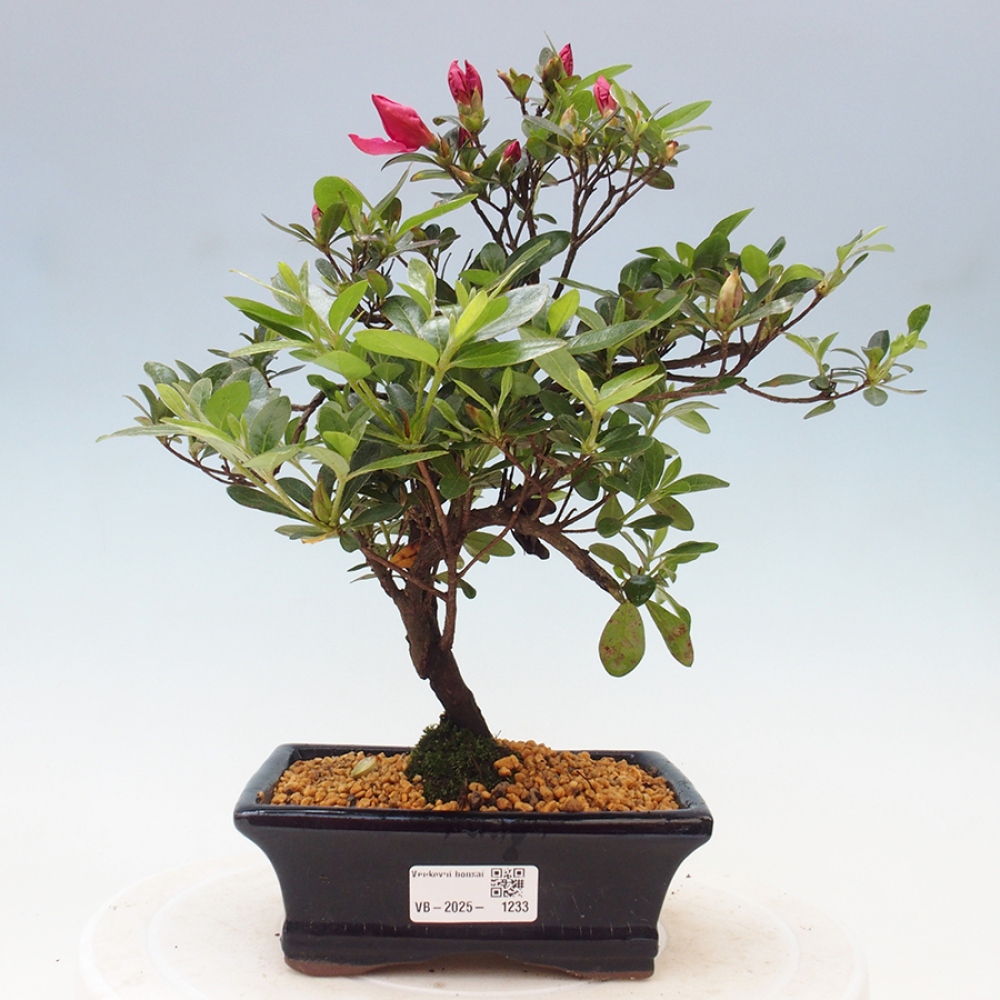 Bonsai zewnętrzne - Azalia japońska - Azalea sp.