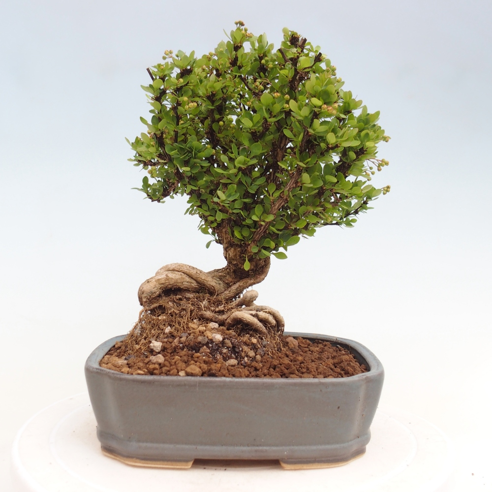Bonsai zewnętrzne - Berberis coreana