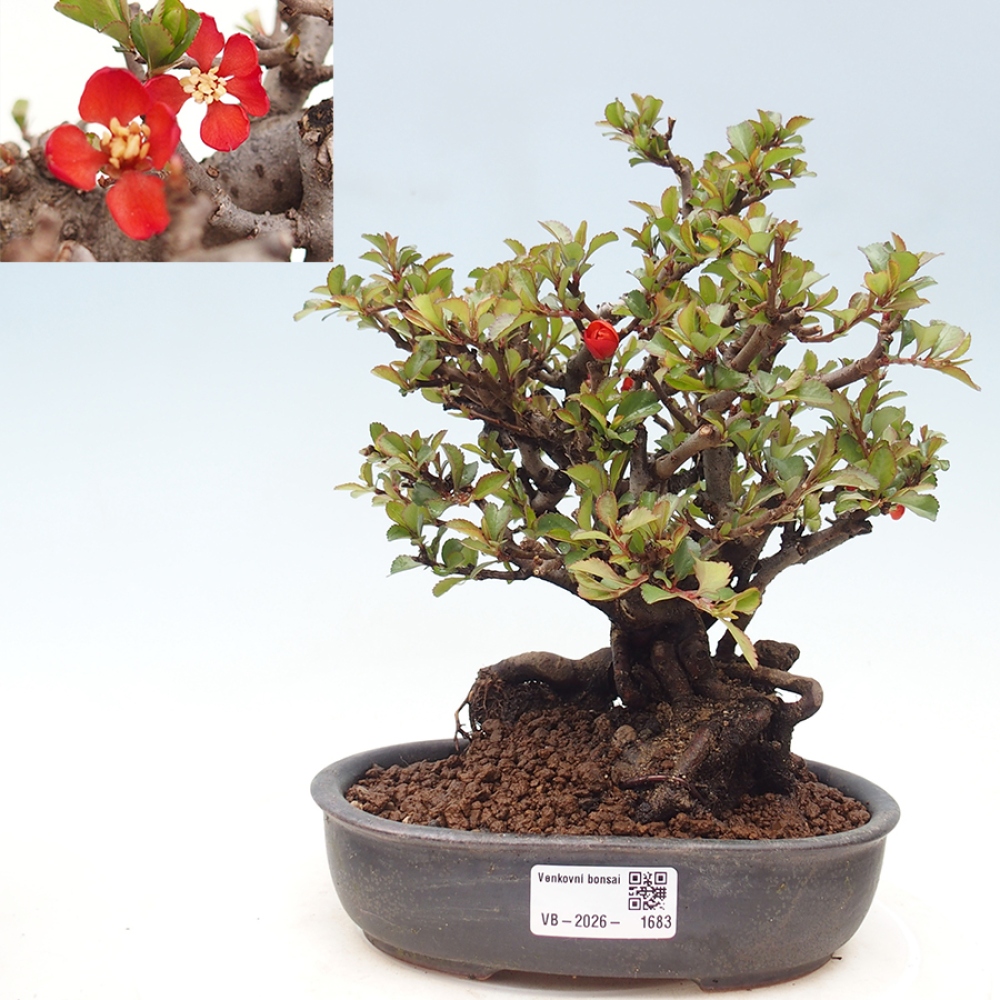 Bonsai zewnętrzne - Chaneomeles speciosa - Pigwa
