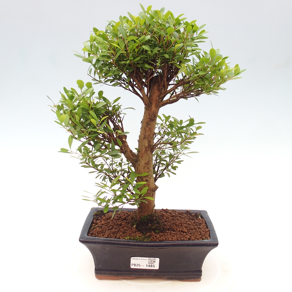 Pokój bonsai - Syzygium - Pimentovník