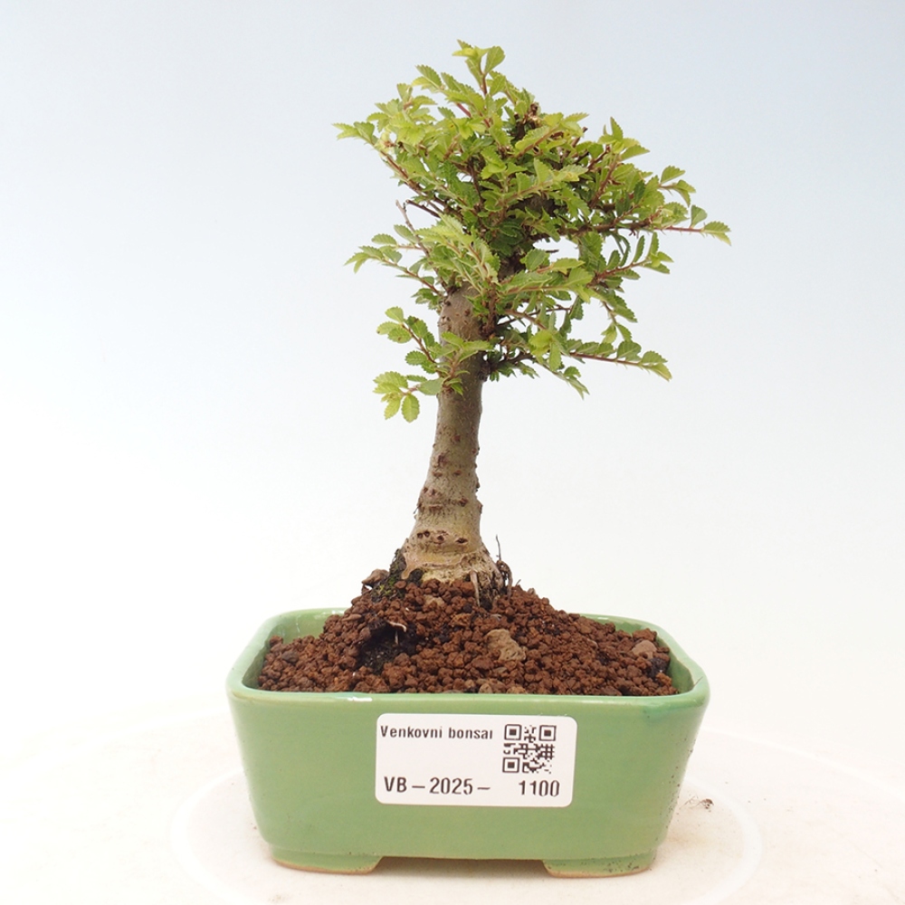 Bonsai zewnętrzne - Ulmus parvifolia Sagei - Wiąz drobnolistny