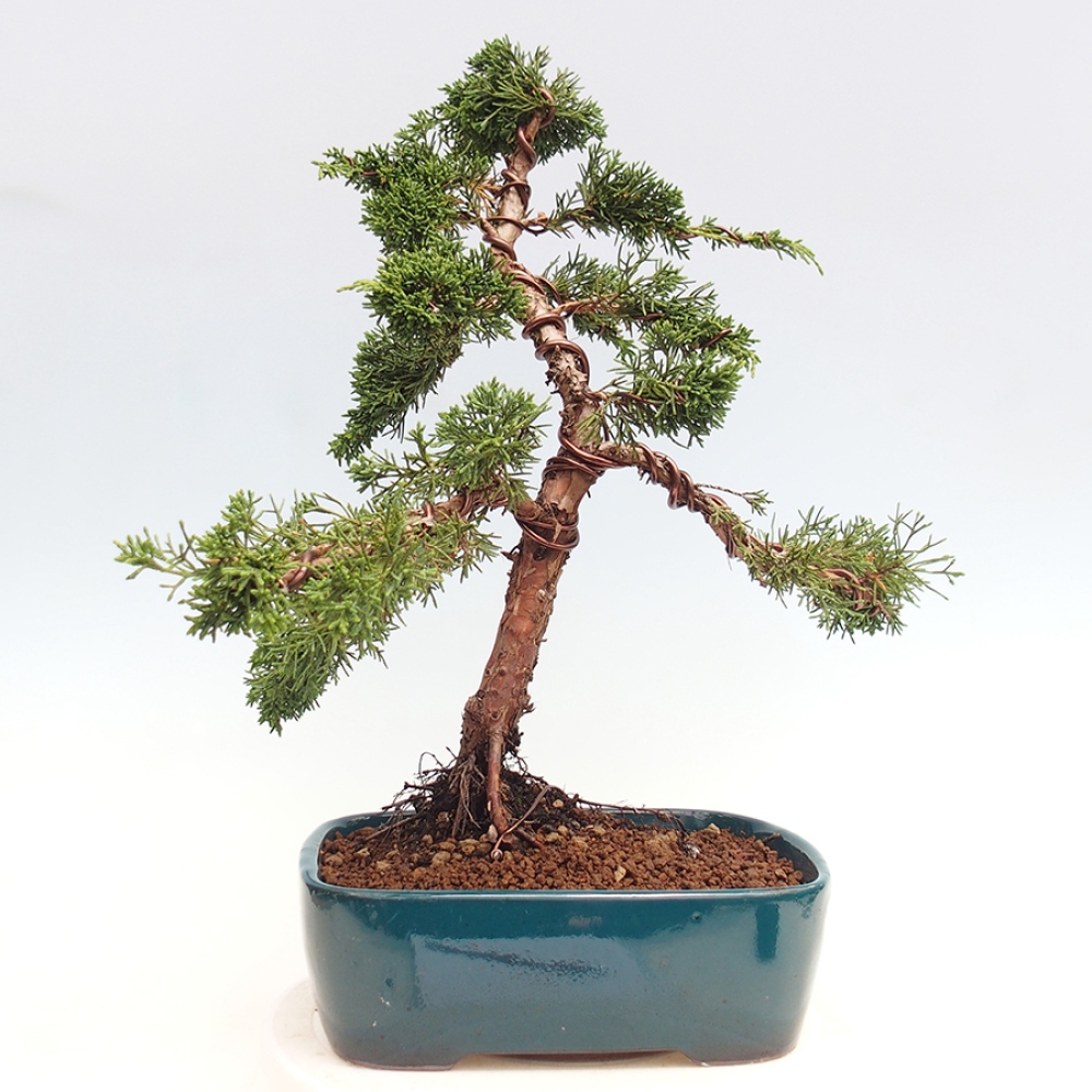 Outdoor bonsai - Juniperus chinensis Kishu - chiński jałowiec