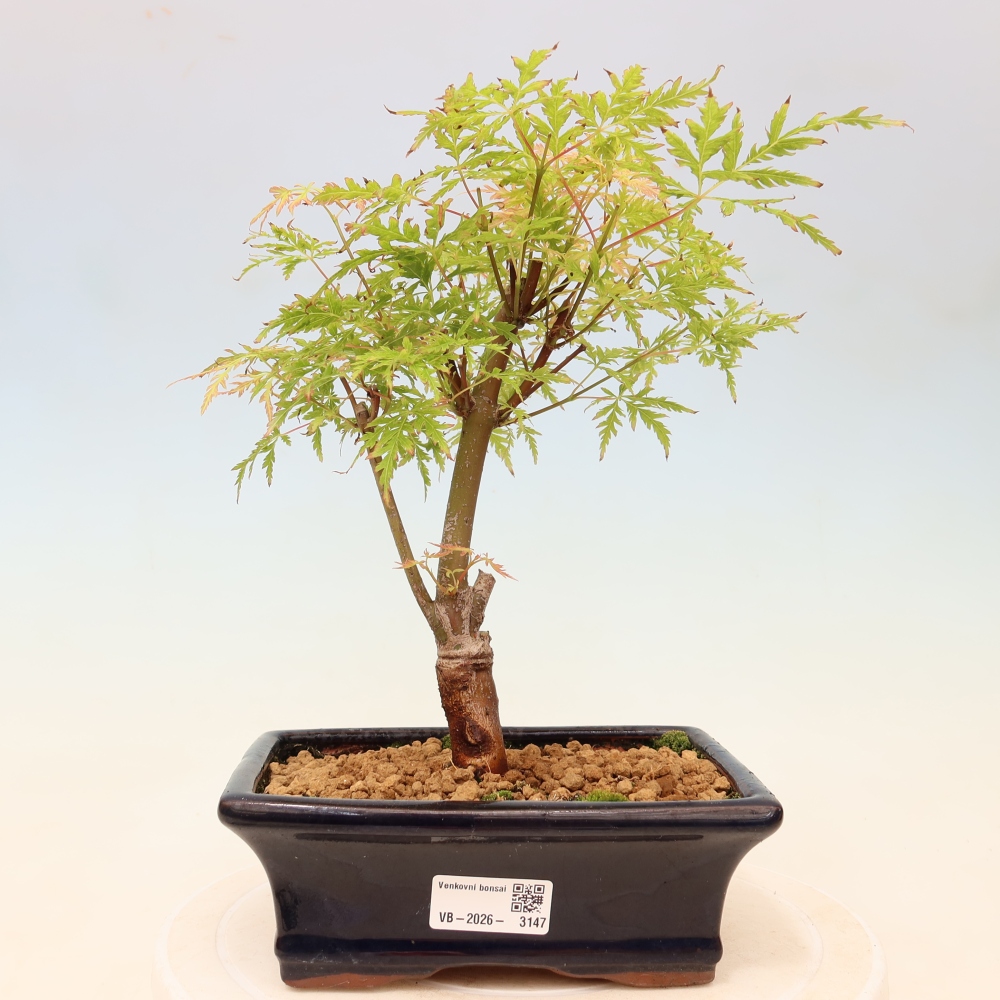 Bonsai ogrodowe – Acer palmatum Dissectum – klon palmowy 