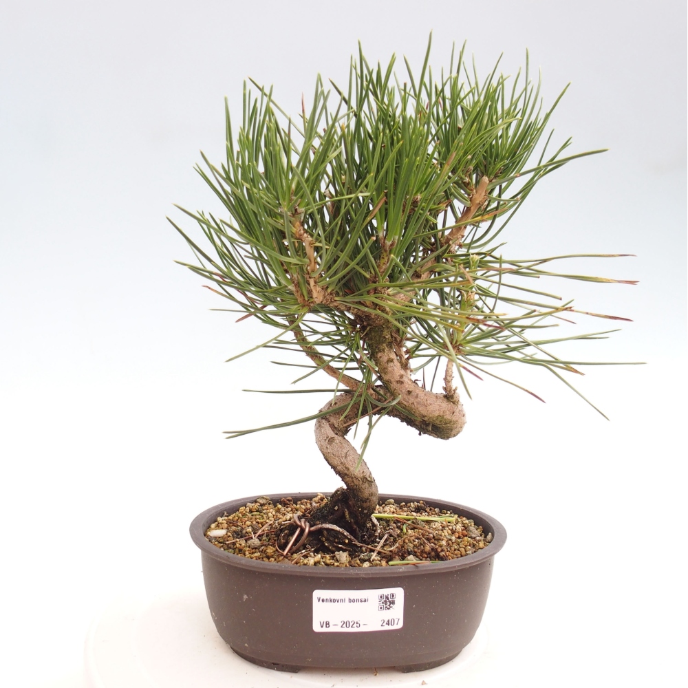 Bonsai ogrodowe - Pinus thunbergii - Sosna Thunbergia
