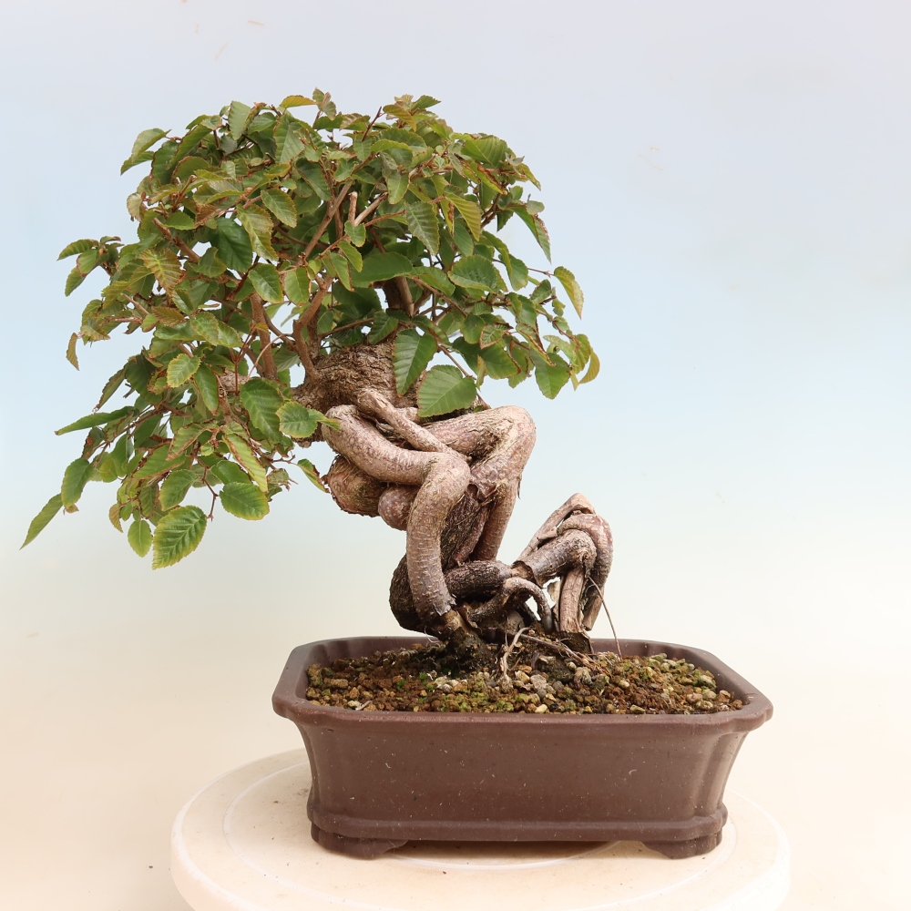 Outdoor bonsai - Carpinus CARPINOIDES - grab koreański