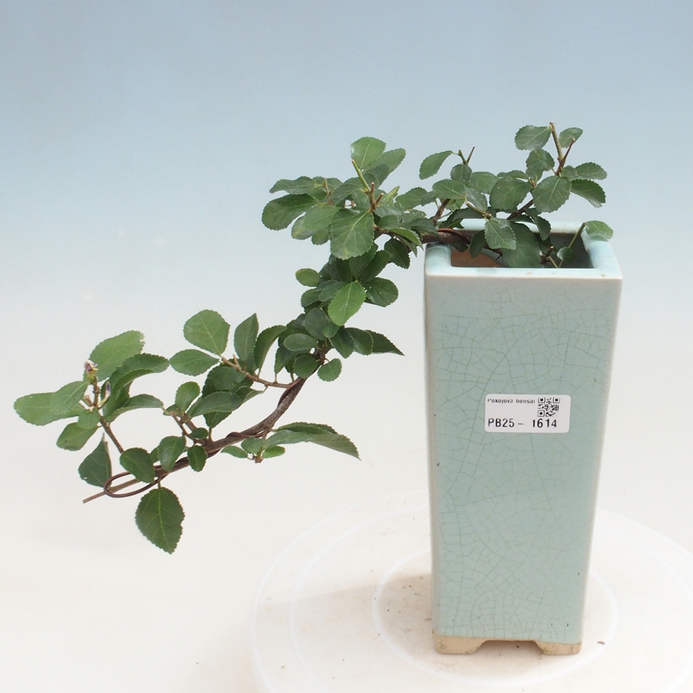 Kryty bonsai - Grewia occidentalis - Lawendowa gwiazda