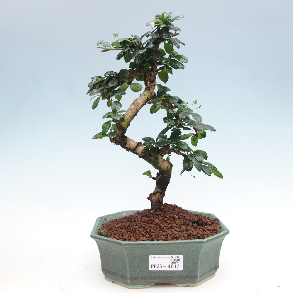 Bonsai pokojowe - Carmona macrophylla - Tea fuki