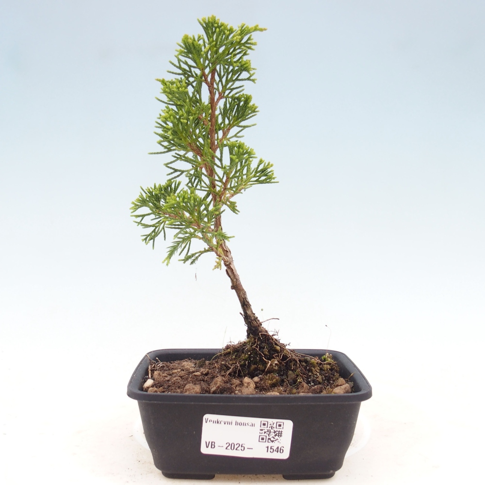 Outdoor bonsai - Juniperus chinensis Itoigawa - Jałowiec chiński