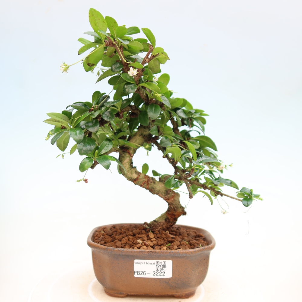 Bonsai pokojowe - Carmona macrophylla - Tea fuki