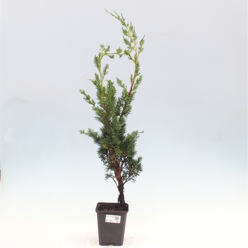 Outdoor bonsai - Juniperus chinensis Kishu