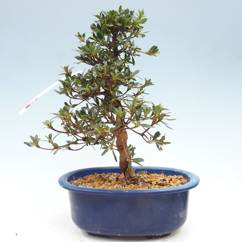 Bonsai zewnętrzne - Azalia japońska - Azalia Suigootome