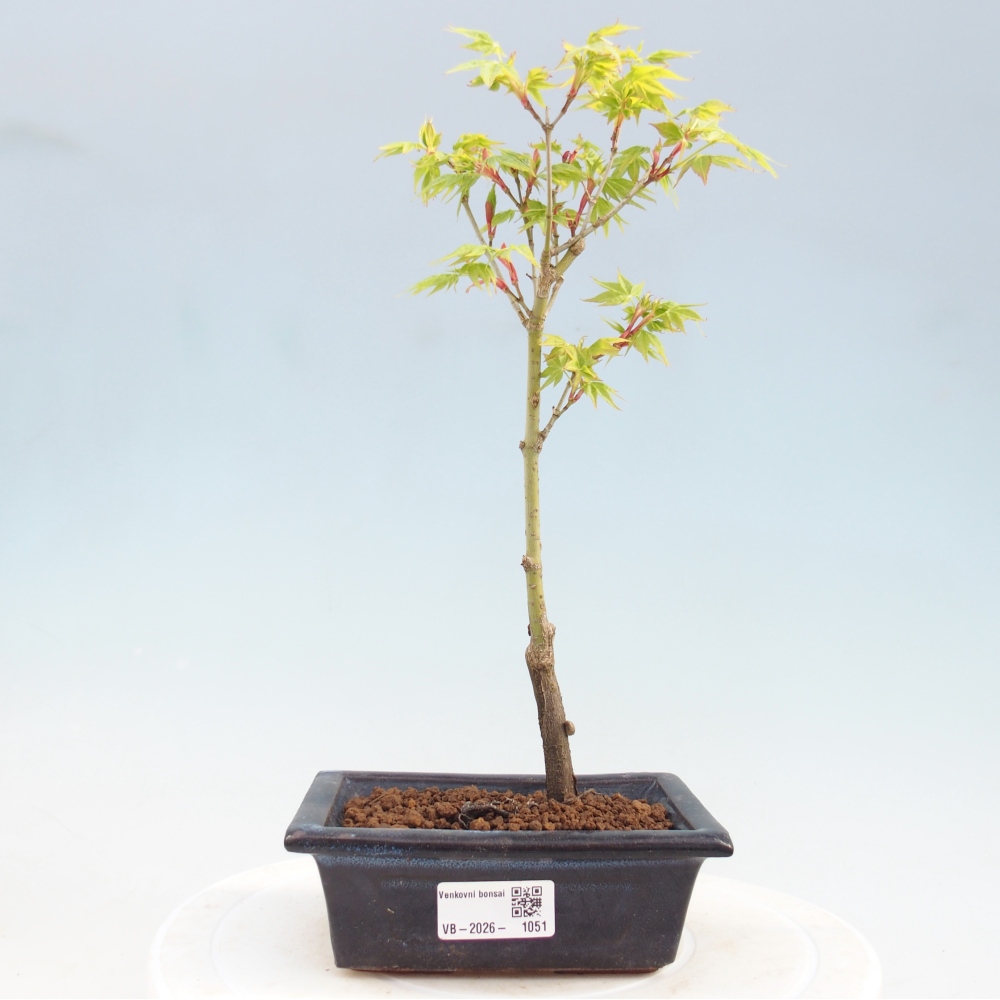 Acer palmatum Aureum - złoty klon