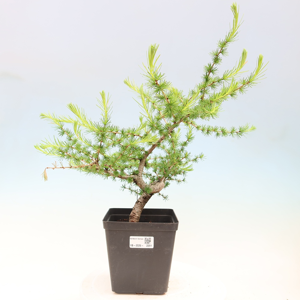 Bonsai zewnętrzne - Larix decidua - Modrzew