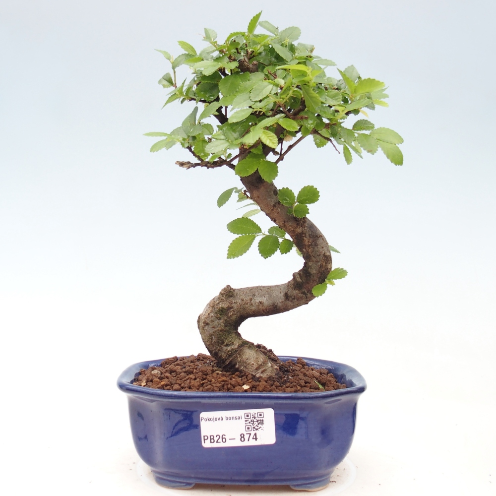 Pokój bonsai - Ulmus parvifolia - Wiąz drobnolistny